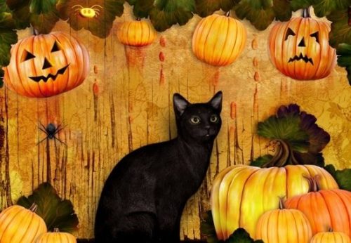 Con mèo số mấy? Giải mã Mèo đen, vàng, mèo chết, mèo nhà, mèo con là số mấy?