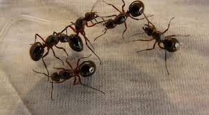 [Mơ thấy kiến] kiến lửa, kiến đen, đỏ, vàng ,kiến cắn đánh con gì? Con kiến số mấy?