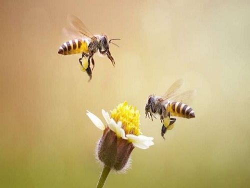 Con ong số mấy ? Bị ong đốt đánh con gì ?