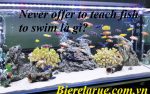 Never offer to teach fish to swim là gì