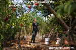 Jose Ramirez an artist, elementary school teacher and residential orchardist works in his backyard where he grows a wide variety of fruit trees